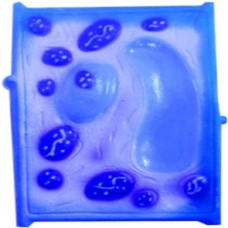 PLANT CELL MODEL